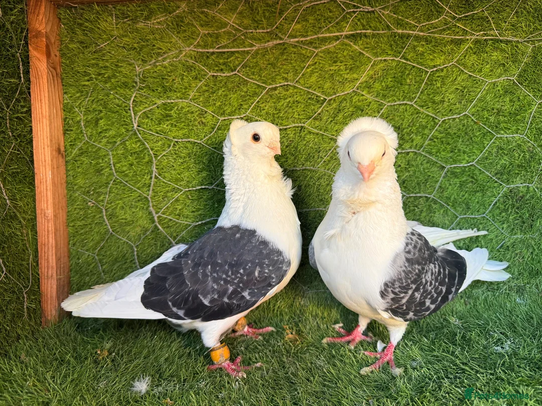 Pigeons birds for sale: Beautiful, Vaccinated & Friendly Pigeons - Advert 30