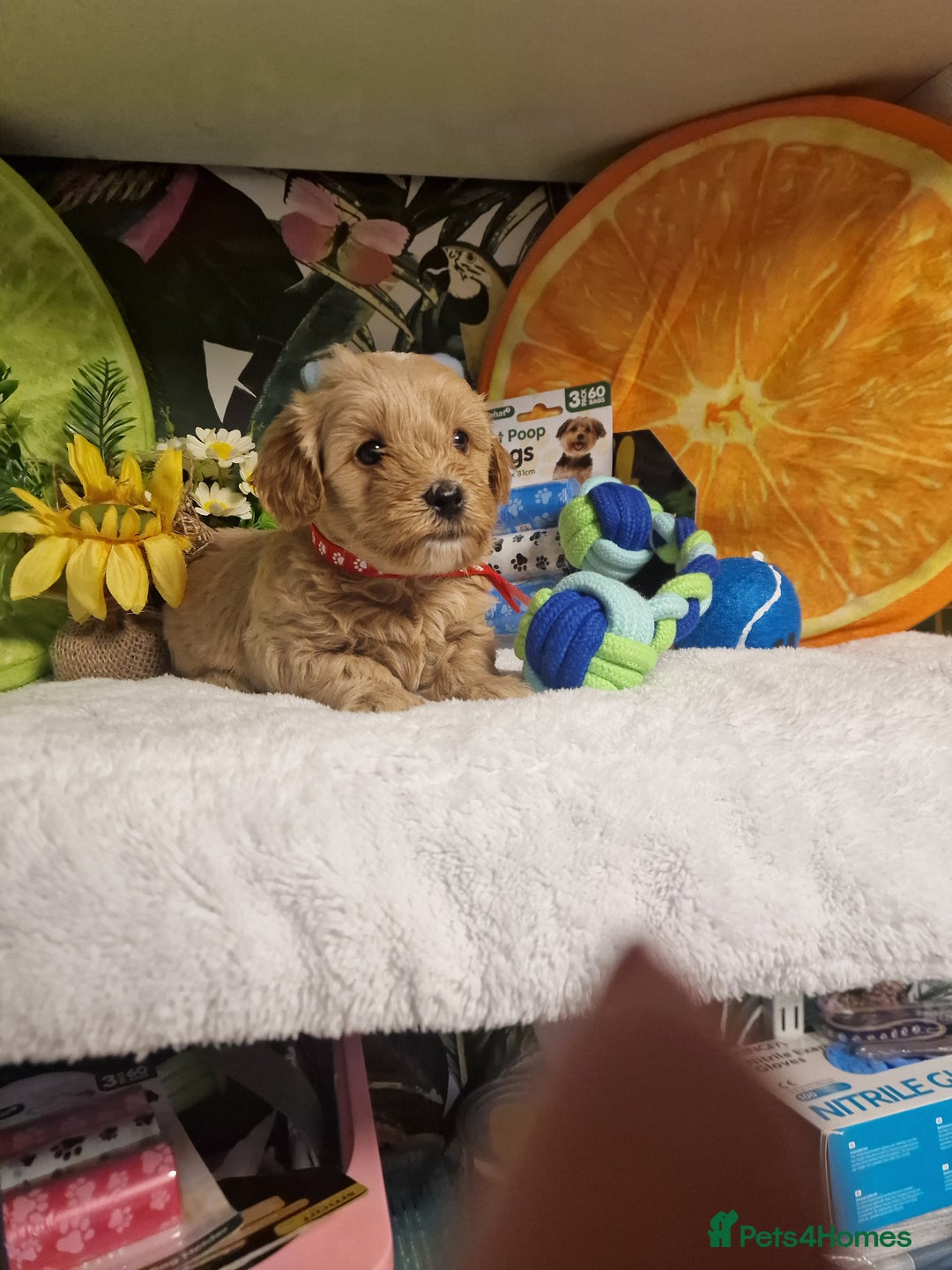 Maltipoo dogs for sale: Maltipoo  - Advert 14