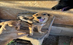 Mixed Breed dogs for adoption: JASPER - a Superb Puppy Boy, for a Loving Home - Image 19