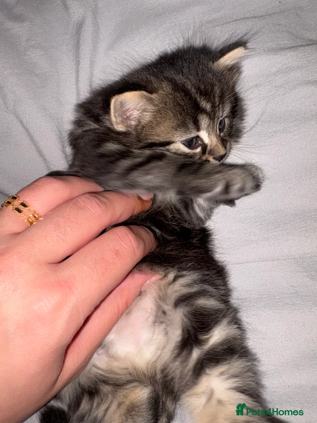 Scottish Fold cats for sale: 🐱💗💝 Ready to go on the 14th of February 💝 💗🐱 - Advert 26