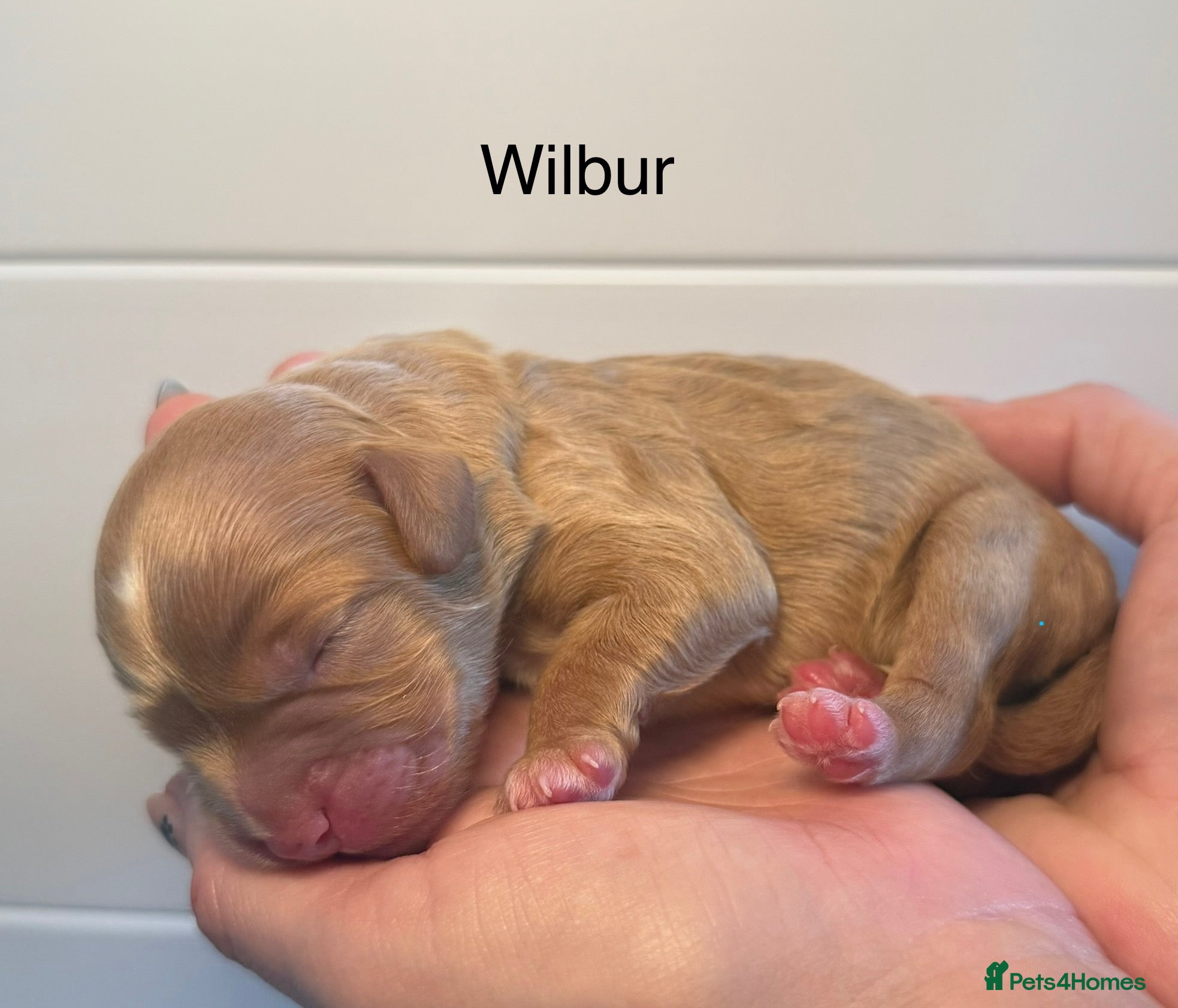 Labradoodle dogs 🐾 Beautiful F1B Miniature Labradoodle Puppies 🐾 - Advert 1