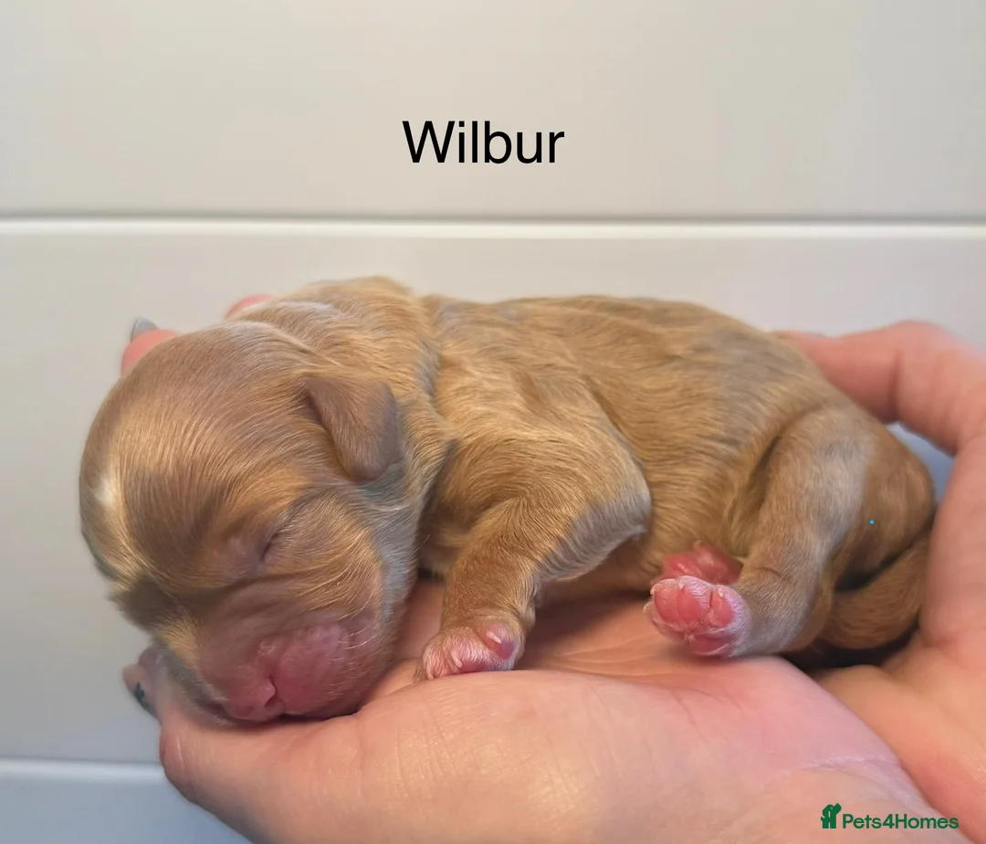 Labradoodle dogs for sale: 🐾 Beautiful F1B Miniature Labradoodle Puppies 🐾 - Advert 1
