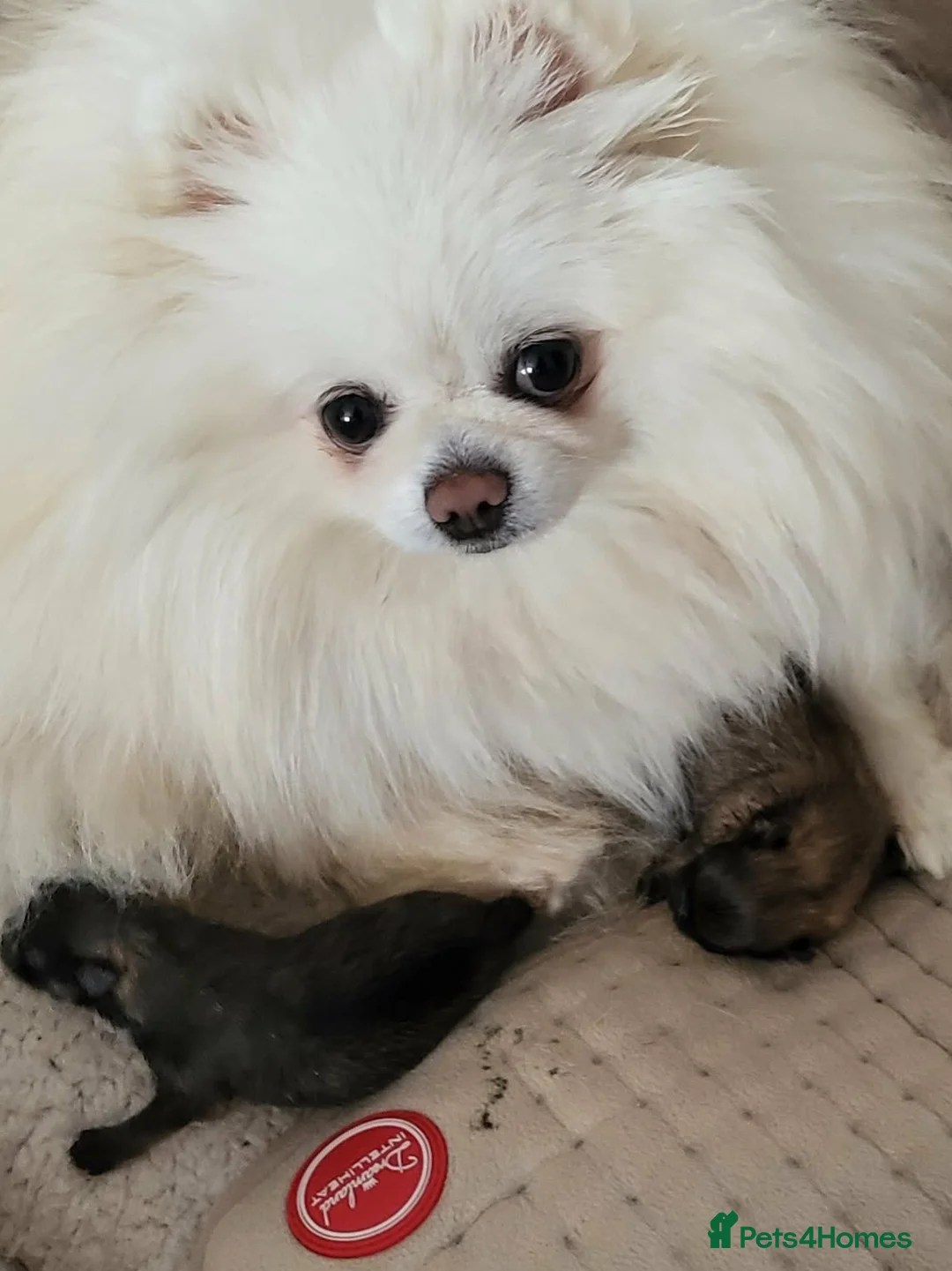 Pomeranian dogs for sale: Beautiful KC Reg Pomeranian Boys– Cream&Wolf Sable - Advert 2