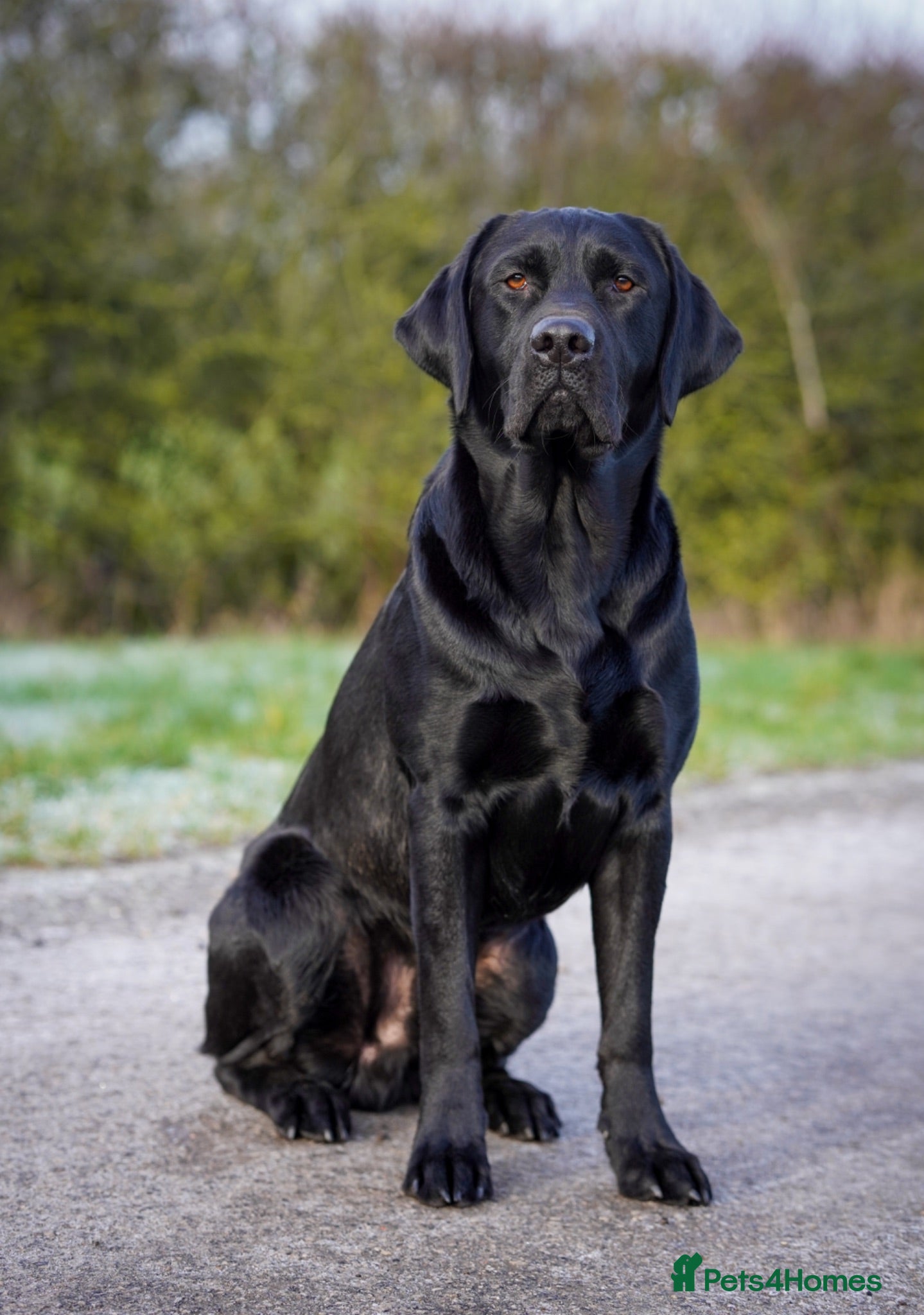 Labrador Retriever dogs Fully health tested, proven black carrying choc - Advert 1