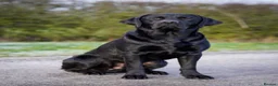 Labrador Retriever dogs for stud: Fully health tested, proven black carrying choc - Advert 1