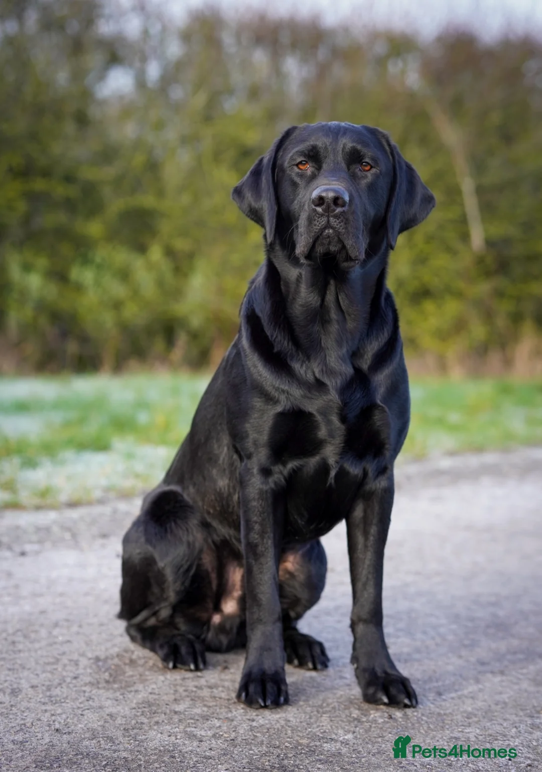 Labrador Retriever dogs for stud: Fully health tested, proven black carrying choc - Advert 1
