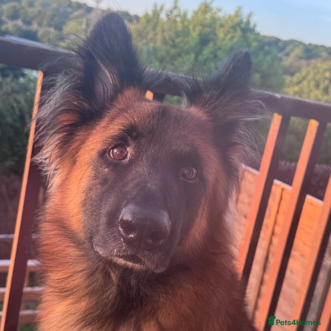 Belgian Shepherd Dog dogs for sale: Belgain malinois  - Advert 2
