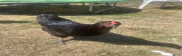Chickens poultry for sale: 3 Laying chickens  in Peterborough - Advert 5