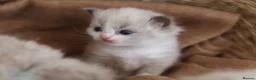 Ragdoll cats for sale: Tica Registered 💎 Ragdoll Kittens - Advert 14