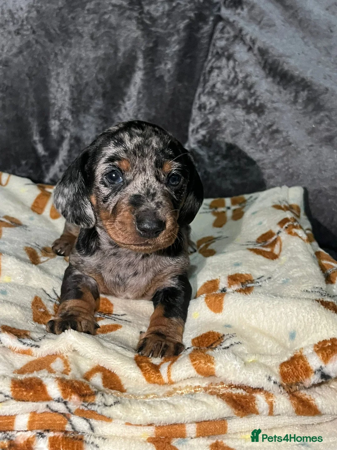 Miniature Dachshund dogs for sale: Miniature daschunds £800 each  - Advert 2