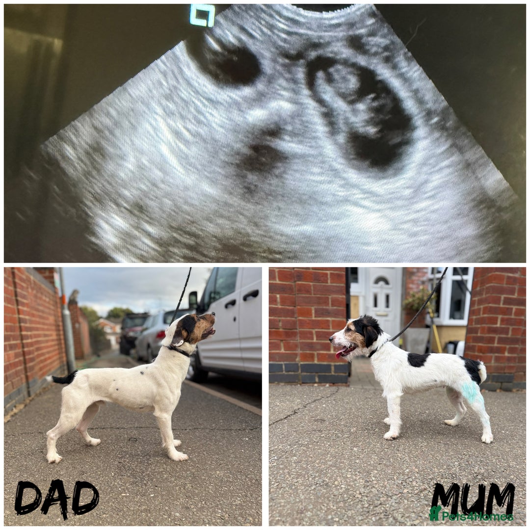 Jack Russell dogs for stud: Jack Russell stud  - Image 6