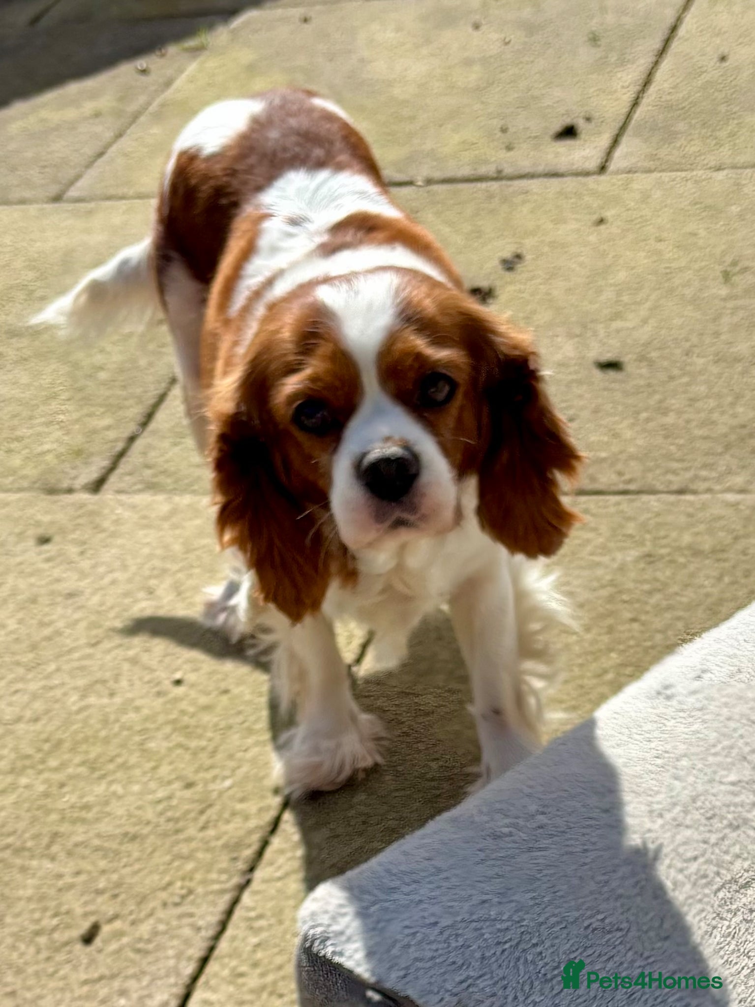 Cavalier King Charles Spaniel dogs Cavalier girl  - Advert 2