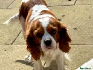 Cavalier King Charles Spaniel dogs Cavalier girl - Advert 12