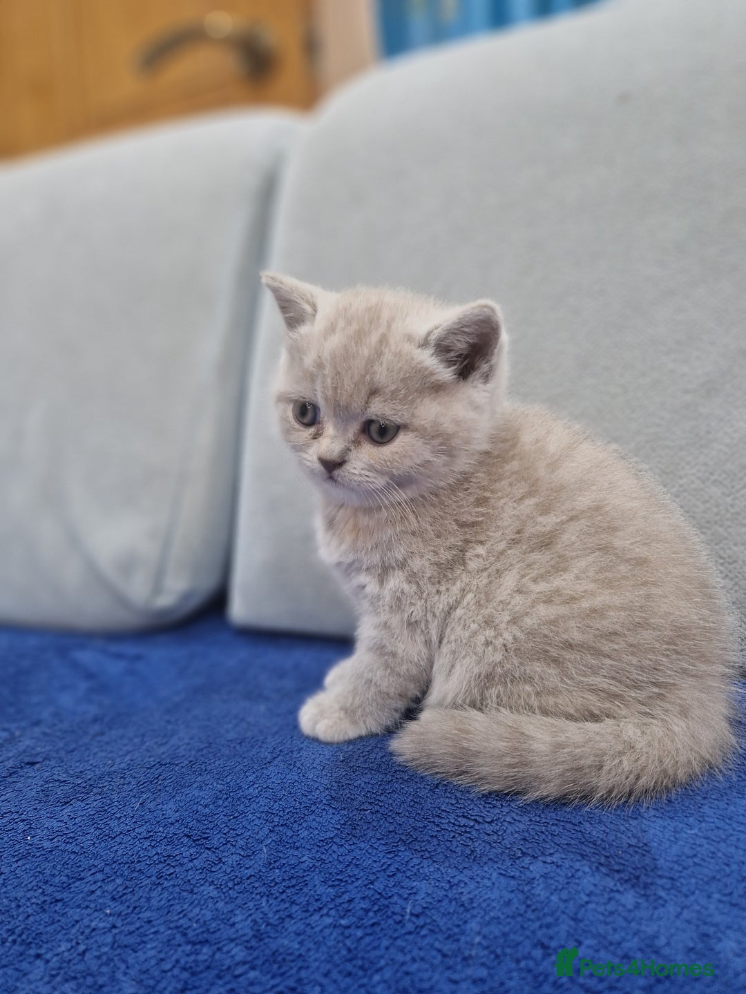 British Shorthair cats for sale: Kittens boy, girl, lilac and blue - Advert 12