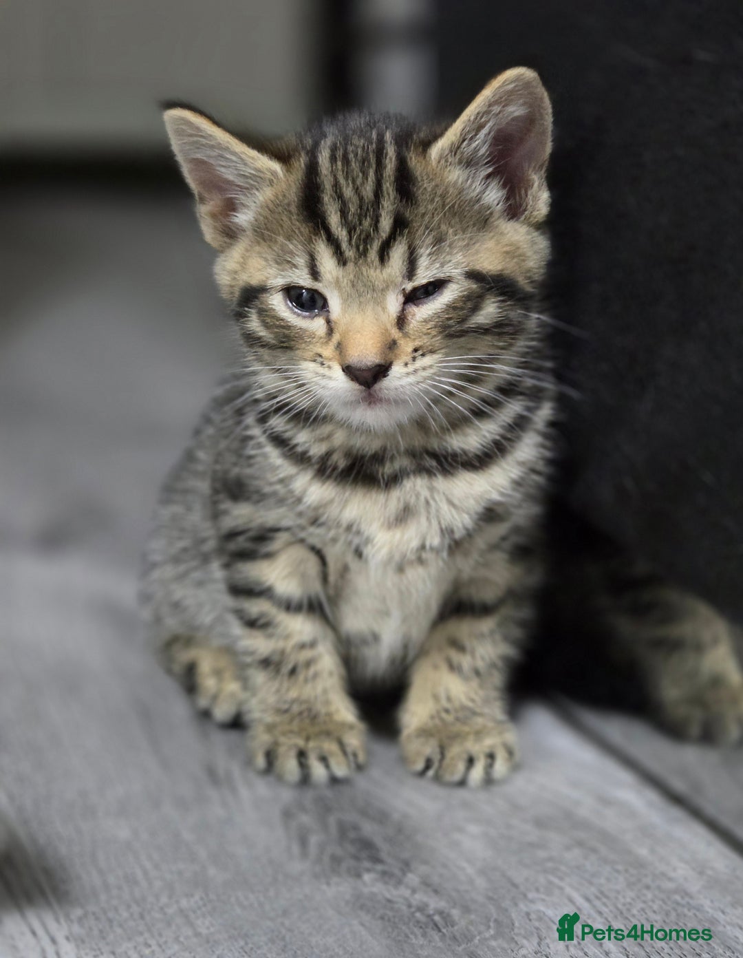 Mixed Breed cats for sale: Mixed breed kittens - Advert 7