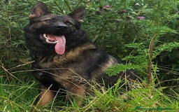 German Shepherd dogs for sale: Looking for good home for my boy Thorn - Image 11