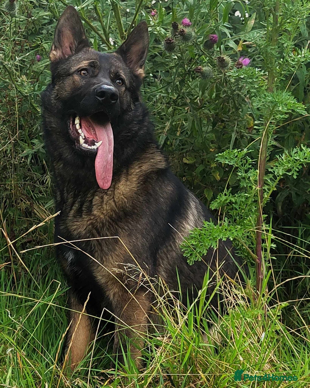 German Shepherd dogs for sale: Looking for good home for my boy Thorn - Image 11