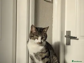 British Shorthair cats Beloved British Short Hair Cat for FREE - Advert 1