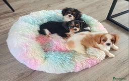 Cavalier King Charles Spaniel dogs for sale: Beautiful quality kc registered cavalier puppies  - Image 4