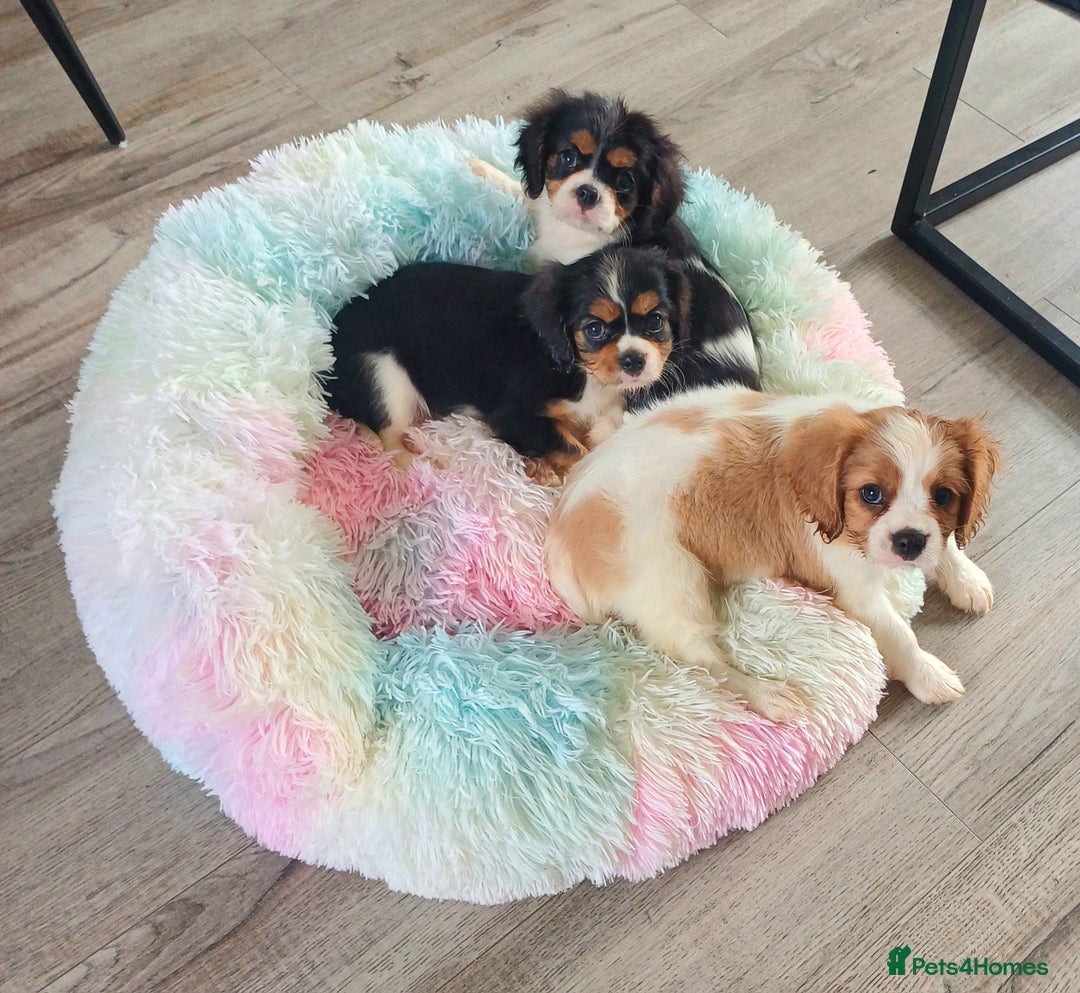 Cavalier King Charles Spaniel dogs for sale: Beautiful quality kc registered cavalier puppies  - Image 4