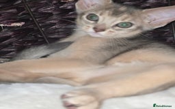 Abyssinian cats for sale: Beautiful Aby  kitten from Champions line - Image 9