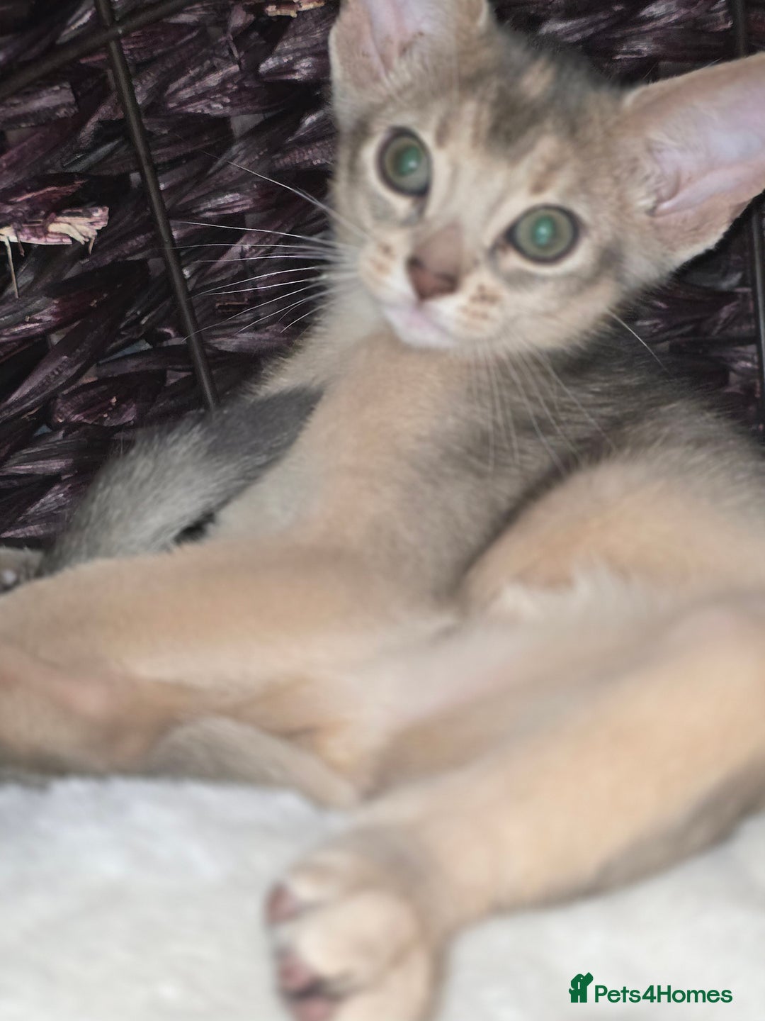 Abyssinian cats for sale: Beautiful Aby  kitten from Champions line - Image 9