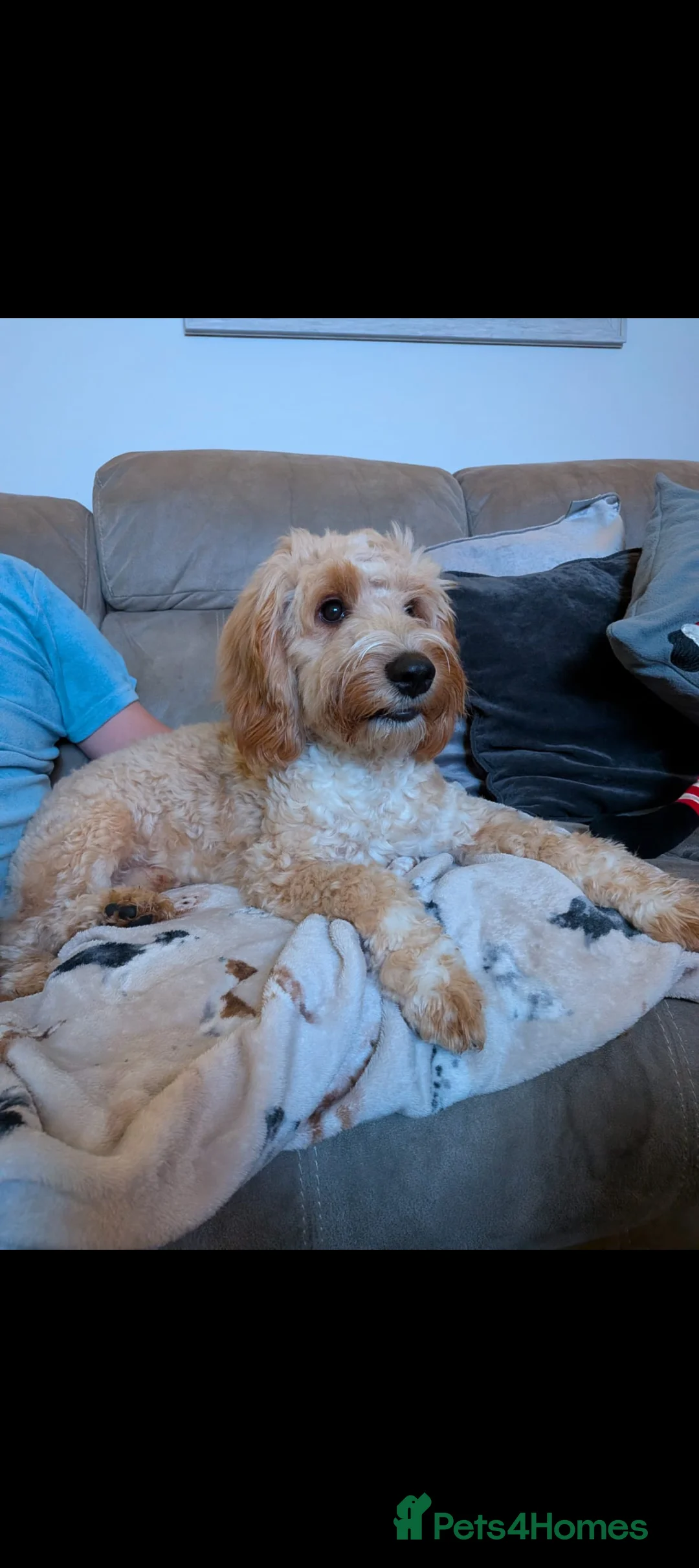 Cockapoo dogs for sale: Cockapoo 10 Months in Crawley - Advert 6