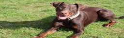 Dobermann dogs for sale: Denzel the male dobe - Advert 2
