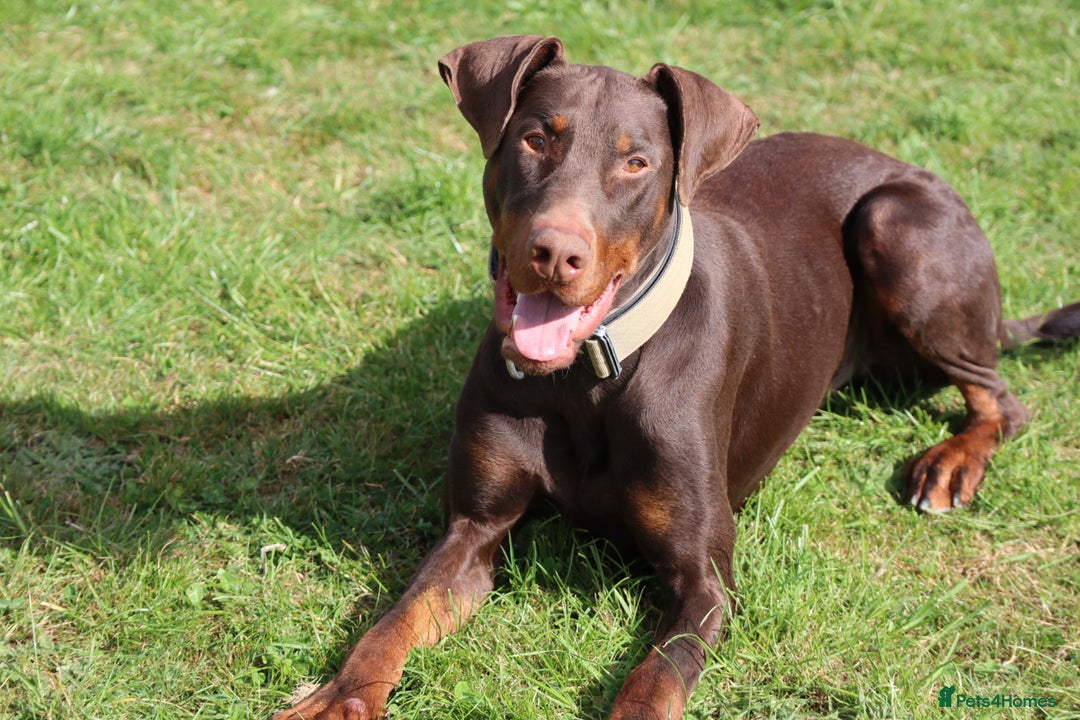 Dobermann dogs for sale: Denzel the male dobe - Advert 2