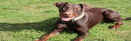 Dobermann dogs for sale: Denzel the male dobe - Advert 2