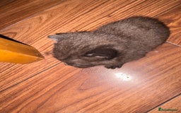 British Shorthair cats for sale: British Shorthair chocolate/grey colours  - Image 24