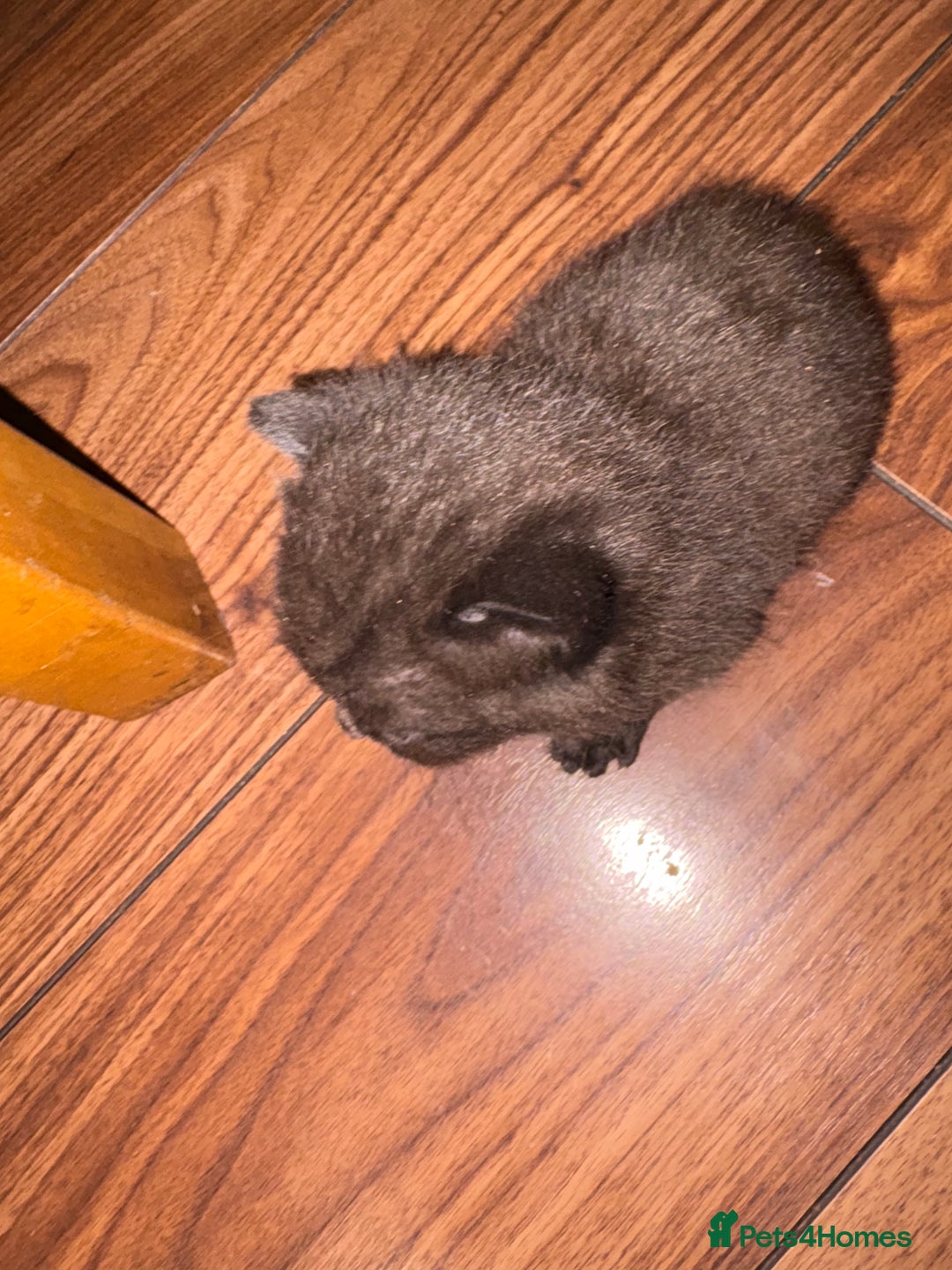 British Shorthair cats for sale: British Shorthair chocolate/grey colours  - Image 24