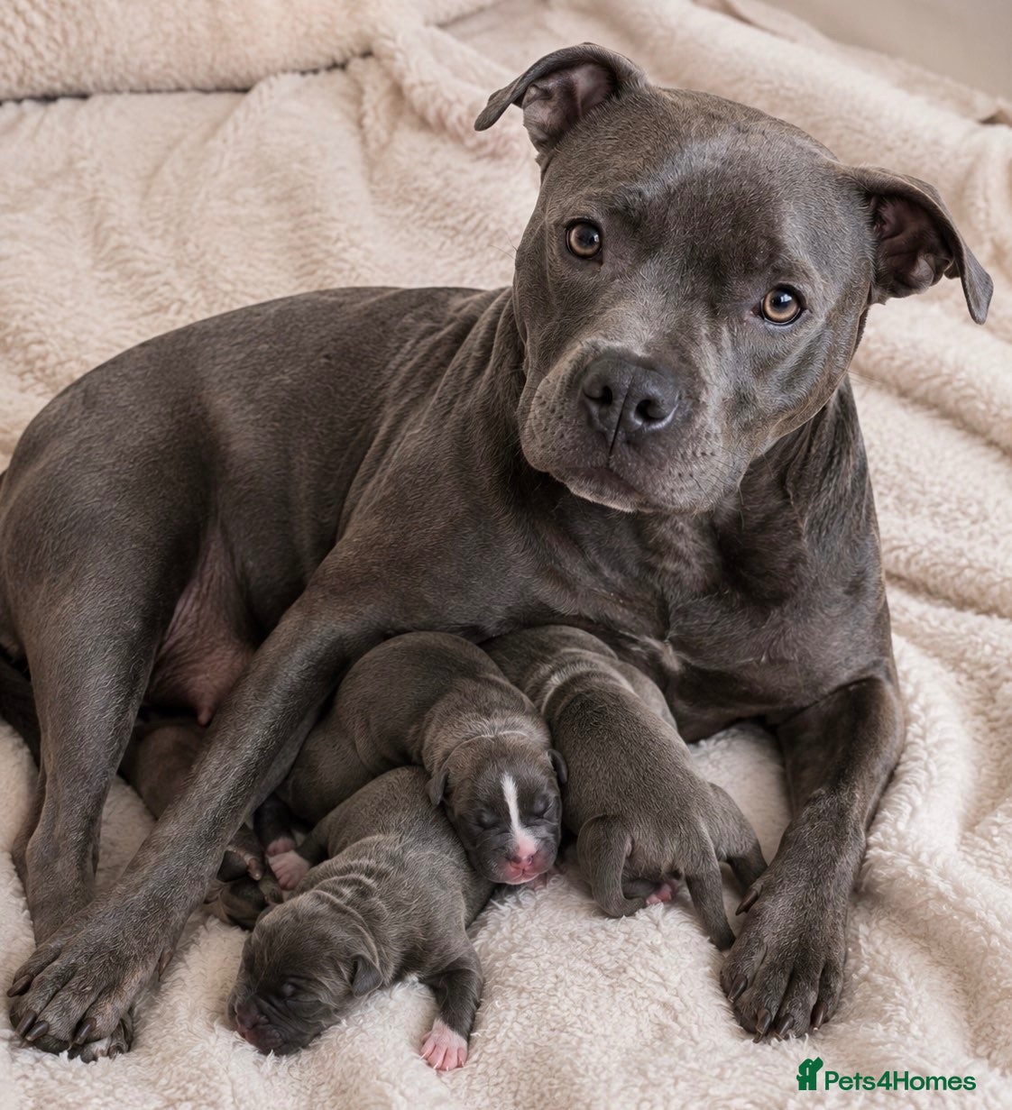 Staffordshire Bull Terrier dogs KC STAFFORDSHIRE BULL TERRIER PUPPIES - Advert 2