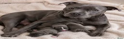Staffordshire Bull Terrier dogs for sale: KC STAFFORDSHIRE BULL TERRIER PUPPIES - Advert 1