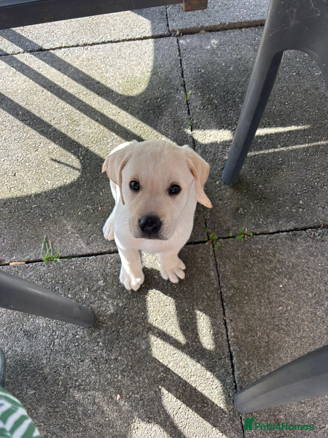 Labrador Retriever dogs for sale: Labrador retriver - Advert 14