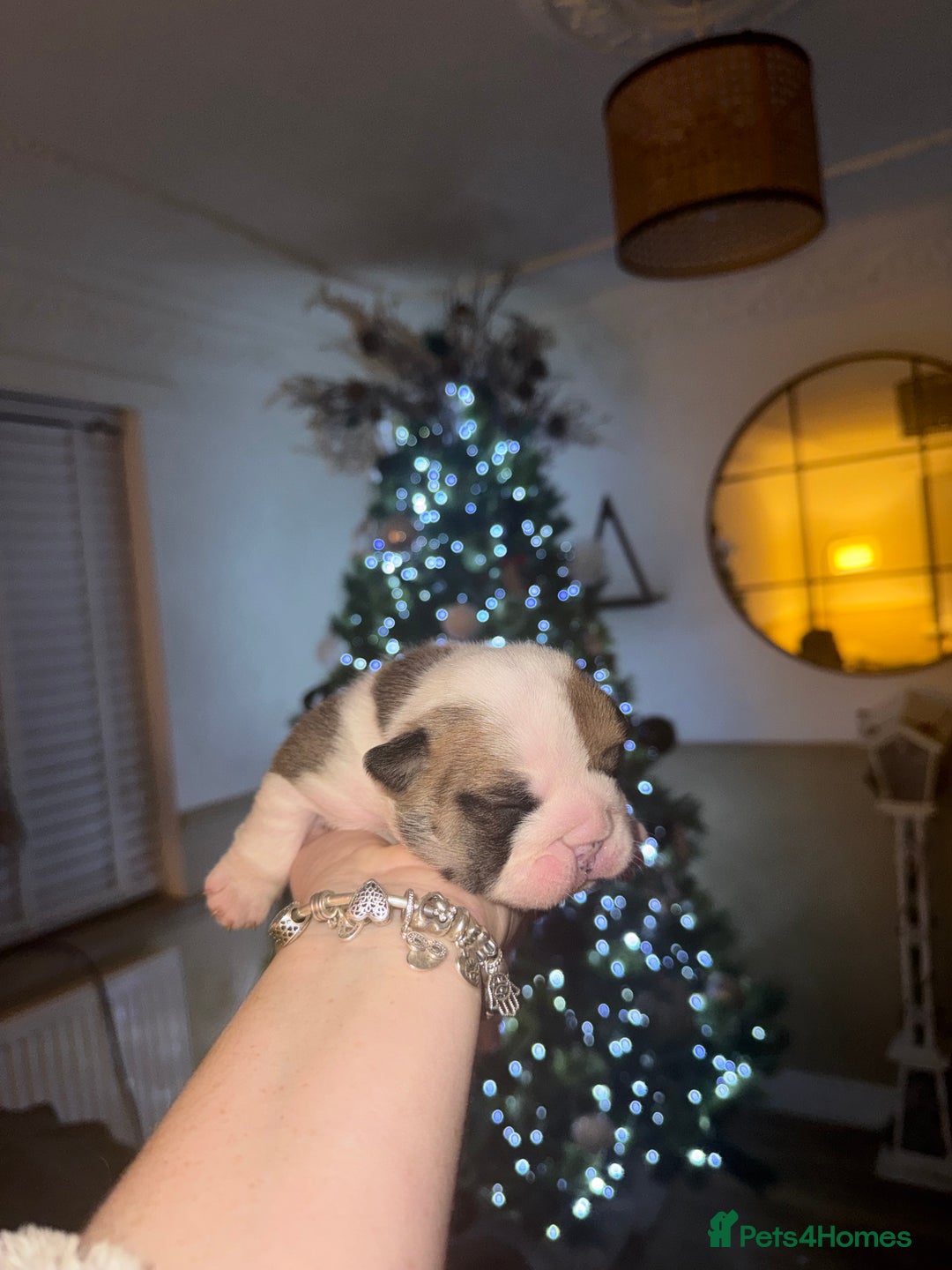 English Bulldog dogs for sale: Stunning English bulldog puppies  - Advert 11