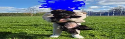 Yorkshire Terrier dogs for sale: Black yorkshire-terrier female  - Advert 3