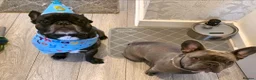 French Bulldog dogs for sale: Beautiful, Chunky, Frenchie Puppies - Advert 8