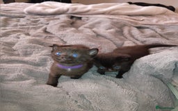 Mixed Breed cats for sale: 4 Beautiful fur babies looking for forever homes  - Image 2