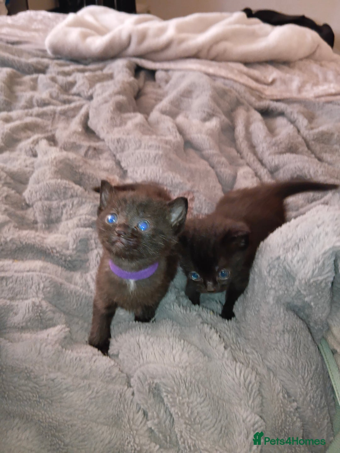 Mixed Breed cats for sale: 4 Beautiful fur babies looking for forever homes  - Image 2