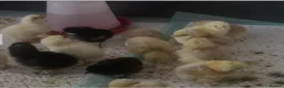 Mixed Breed poultry for sale: Cross breed chicks Unsexed £7 each - Advert 1