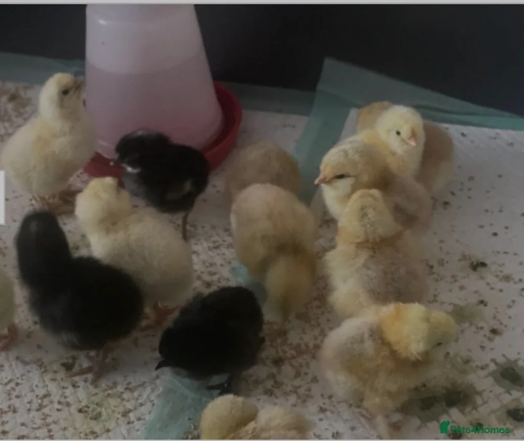 Mixed Breed poultry for sale: Cross breed chicks Unsexed £7 each - Advert 1