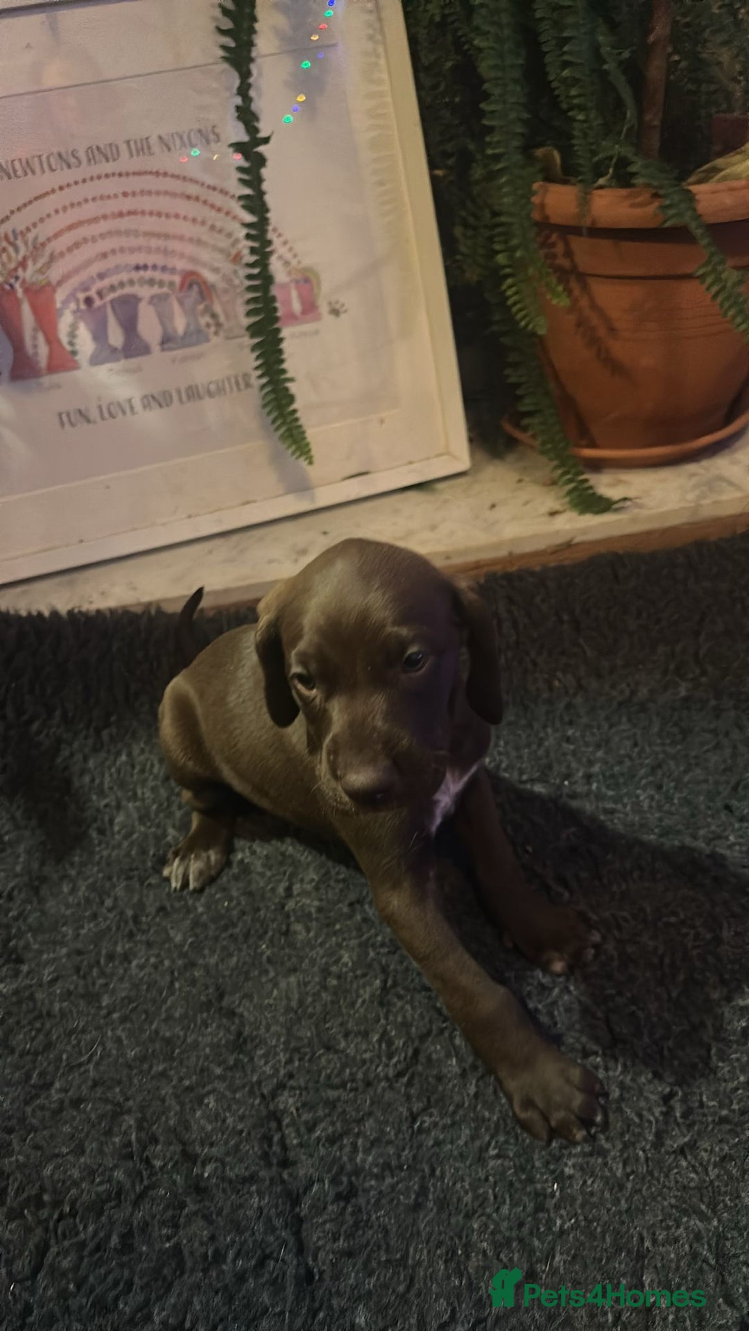 German Shorthaired Pointer dogs for sale: German shorthaired pointer pups - Advert 17