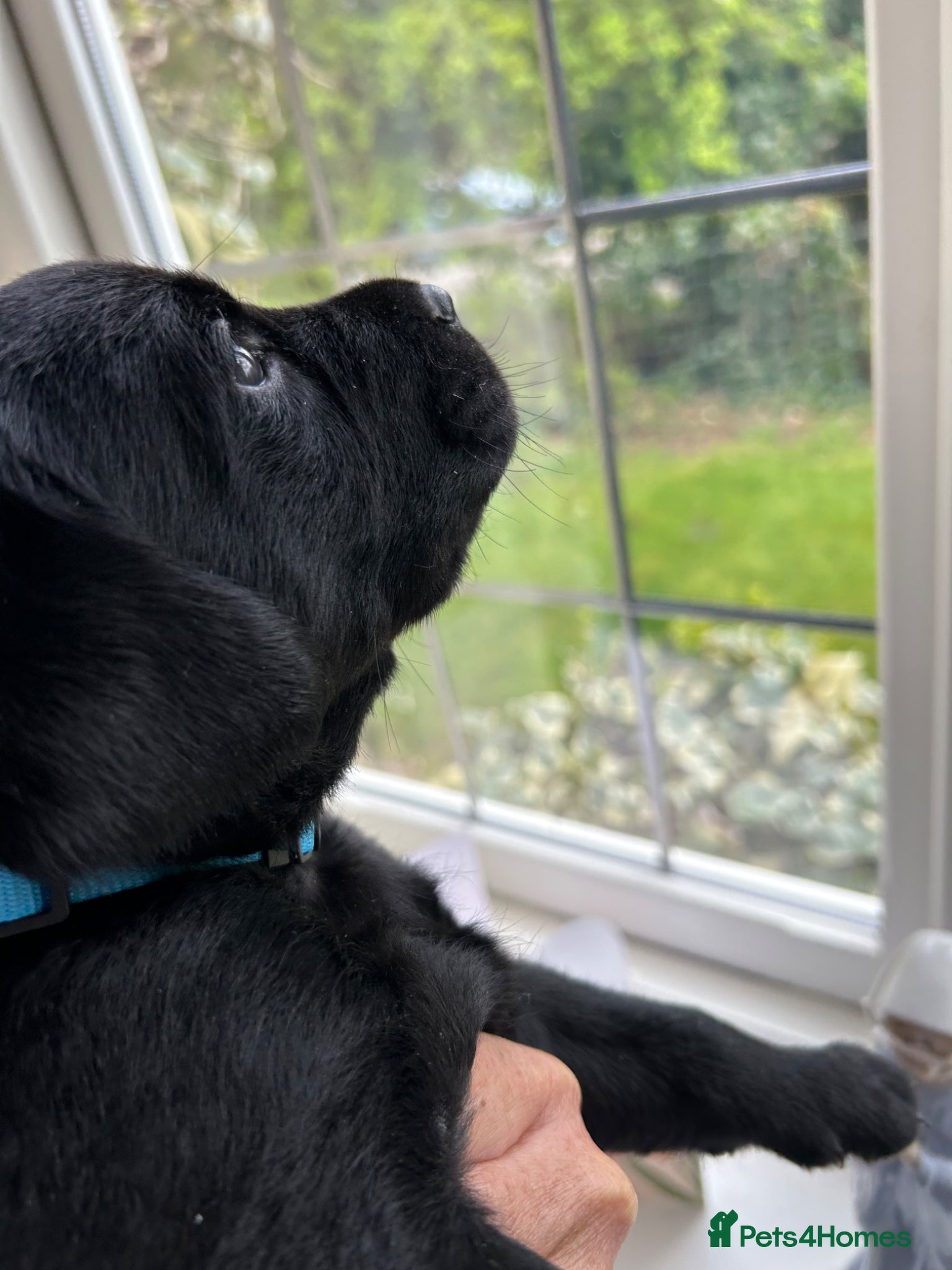 Labrador Retriever dogs Beautiful black puppies with excellent pedigree. - Advert 11