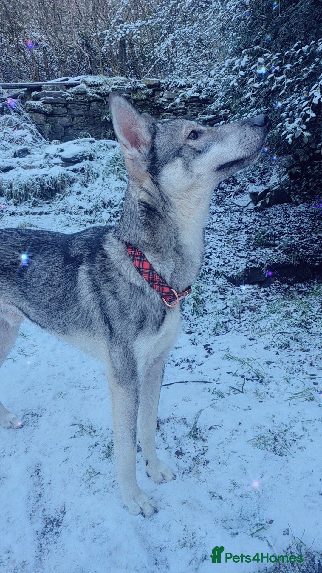 Siberian Husky dogs for sale: Husky male and labernesse female  - Advert 2