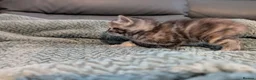 Mixed Breed cats for sale: Adorable kittens looking for forever home  in Pershore - Advert 30