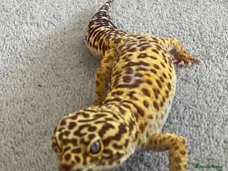 Leopard Gecko reptiles Leopard Gecko plus vivarium and - Advert 1