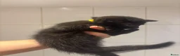 Domestic Shorthair cats for sale: Beautiful kittens for sale - Advert 15