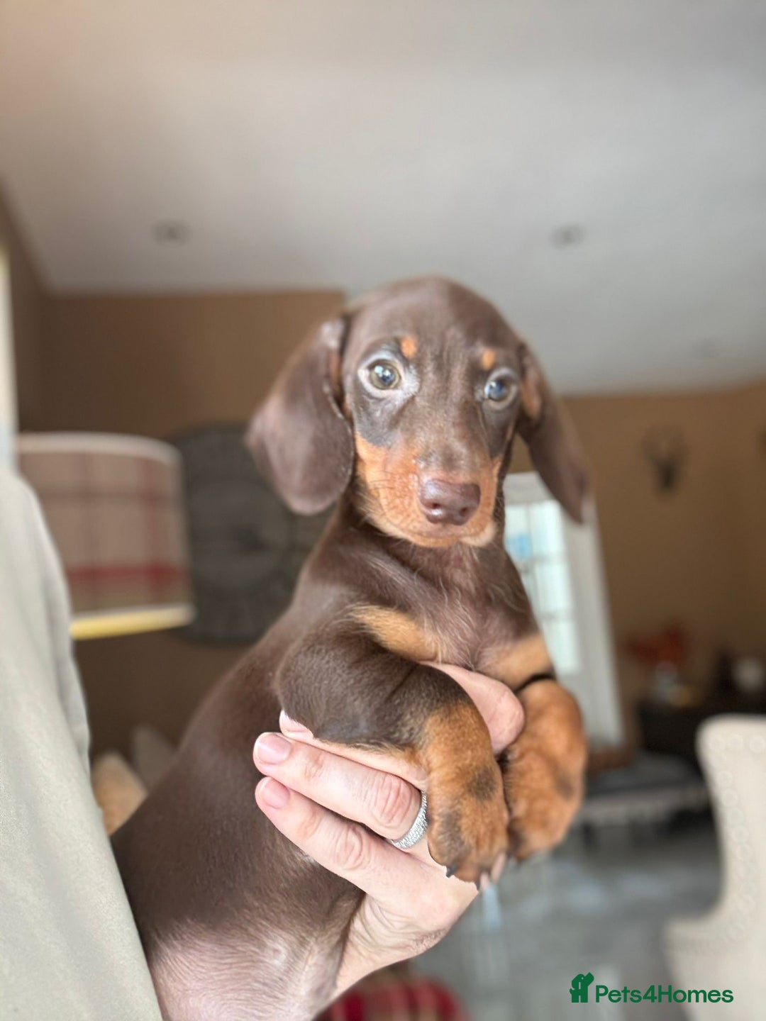 Miniature Dachshund dogs for sale: 🩷 Adorable Miniature Dachshund Puppies💙 - Image 11