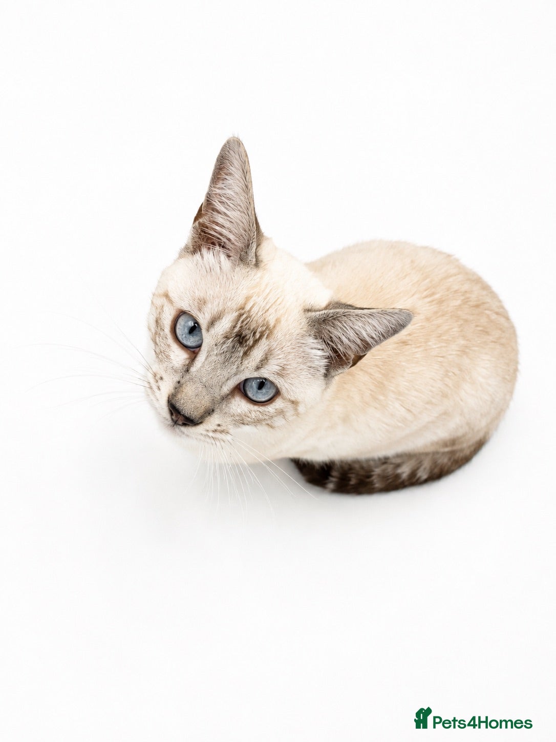 Bengal cats 🐆F6 Pedigree Bengal Kittens | TICA Registered - Advert 6